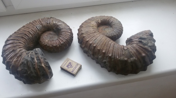 аммониты, гетероморфные аммониты, Ammonites, Pseudocrioceras, Ancyloceratidae, heteromorph ammonites