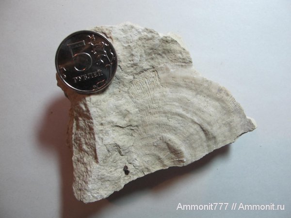 каменноугольный период, Carboniferous, Подольск
