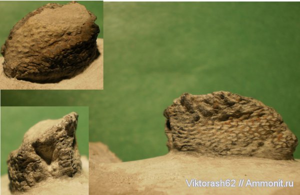 мел, мезозой, раки, р. Днестр, Cretaceous