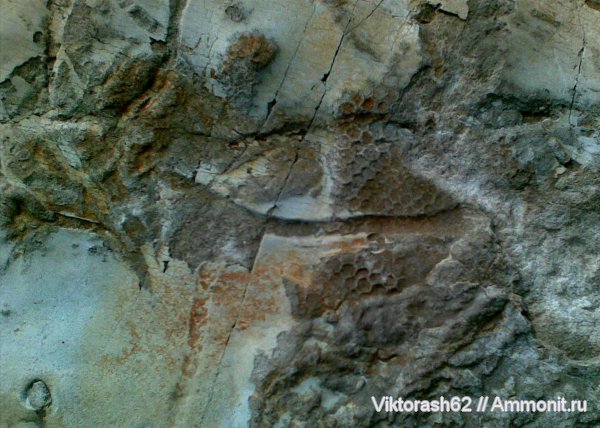 окаменелости, меловой период, отпечатки, Paleodictyon, Fossils, Cretaceous