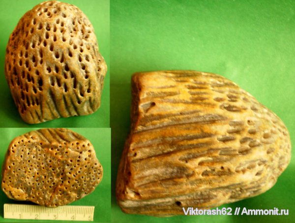мел, кораллы, мезозой, кишечнополостные, р. Ломница, Cretaceous