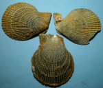 Двустворчатые моллюски Chlamys и серпула
