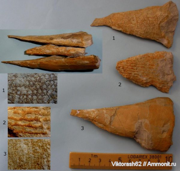 мел, губки, мезозой, беспозвоночные, р. Днестр, Ventriculites, Cretaceous