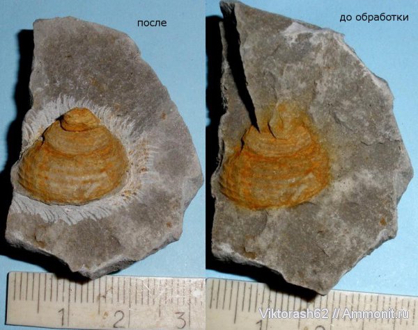 гастроподы, мел, мезозой, брюхоногие моллюски, р. Днестр, Cretaceous