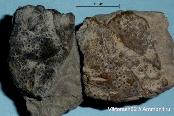 морские ежи, иглокожие, мел, мезозой, р. Днестр, Cretaceous