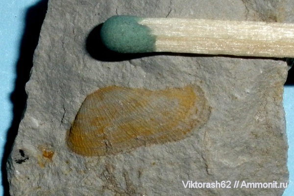 мел, мезозой, двустворчатые моллюски, р. Днестр, Cretaceous