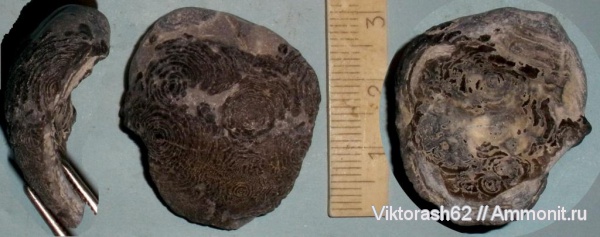 мел, мезозой, двустворчатые моллюски, Бурштын, Cretaceous