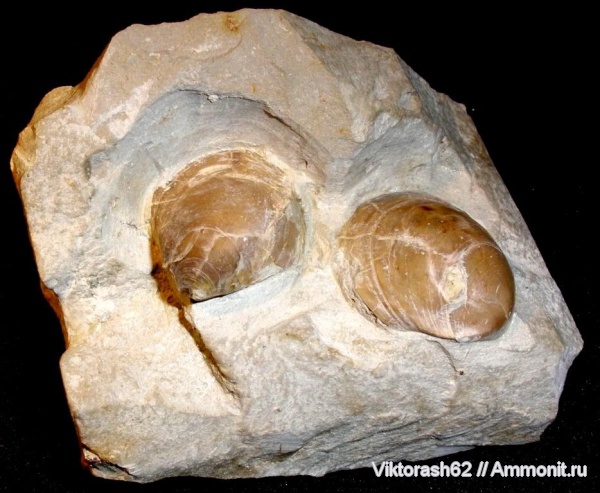 брахиоподы, мел, мезозой, плеченогие, р. Луква, Cretaceous