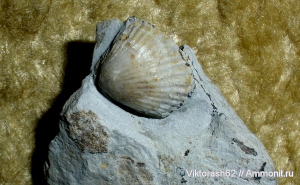 мел, мезозой, двустворчатые моллюски, р. Днестр, Cretaceous
