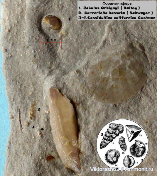 мел, мезозой, беспозвоночные, р. Луква, Cretaceous