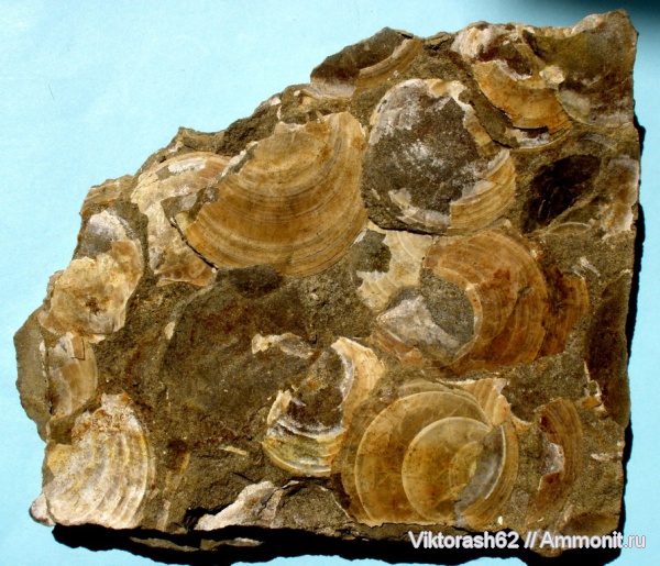 моллюски, мел, мезозой, двустворчатые моллюски, Дубовцы, Cretaceous