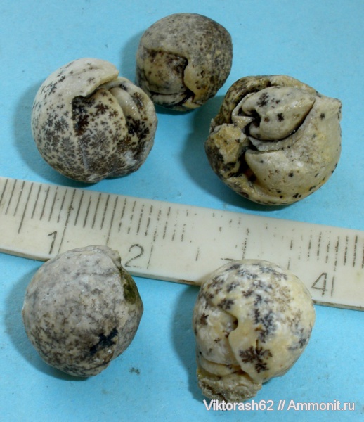 неоген, двустворчатые моллюски, кайнозой, Jouannetia, Jouannetia semicaudata, Максимовцы