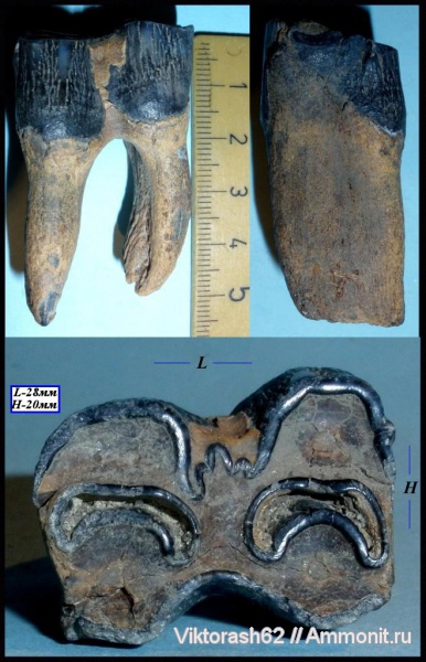 зубы, млекопитающие, плейстоцен, кайнозой, Бурштын, teeth