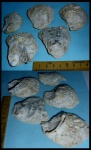 Двустворчатые моллюски Ostrea sp.