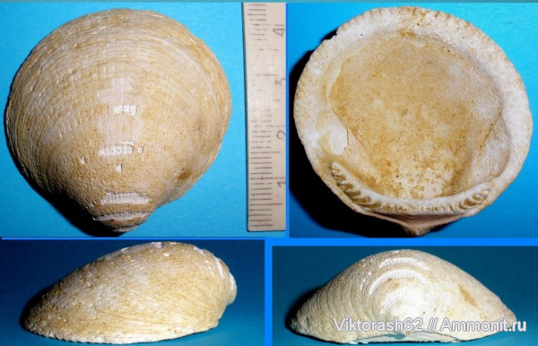 моллюски, неоген, двустворчатые моллюски, кайнозой, Glycymeris pilosus