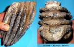очередной зуб трогонтериевого мамонта
