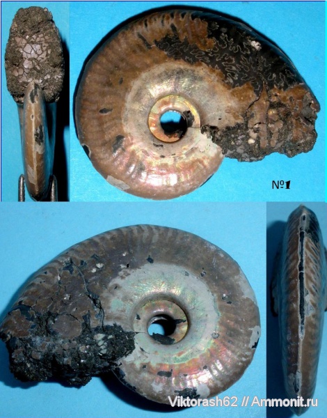 аммониты, юра, Россия, головоногие моллюски, мезозой, Ammonites, Lunoceras, Jurassic