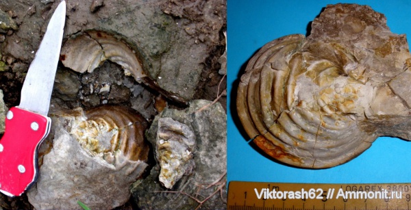 моллюски, мел, мезозой, двустворчатые моллюски, Inoceramus, Cretaceous