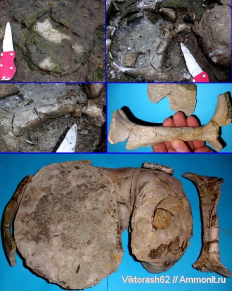 моллюски, мел, мезозой, двустворчатые моллюски, Inoceramus, Cretaceous