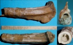 Pyrgopolon (Sclerostyla) cf.septenaria