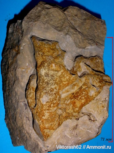 мел, губки, мезозой, беспозвоночные, Галич, Cretaceous