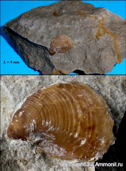 мел, мезозой, двустворчатые моллюски, р. Днестр, Inoceramus, Cretaceous