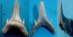 зуб акулы-4