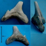 зуб акулы-7