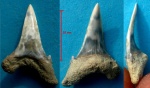 зуб акулы-10
