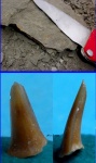 Зубик акулы