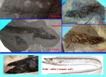 Рыбки из палеогена