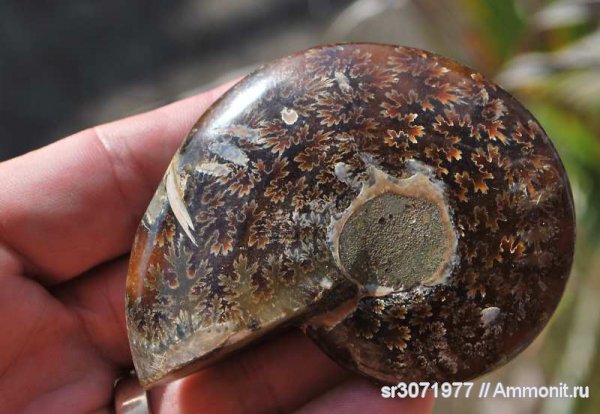 Мадагаскар, Cleoniceras, Ammonoidea, Ammonites, Madagascar, Fossils