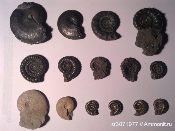 аммониты, Англия, Ammonites, Leioceras, Crucilobiceras, Eoderoceras, Oxynoticeras, Promicroceras, Echioceras, Fossils, United Kingdom, England
