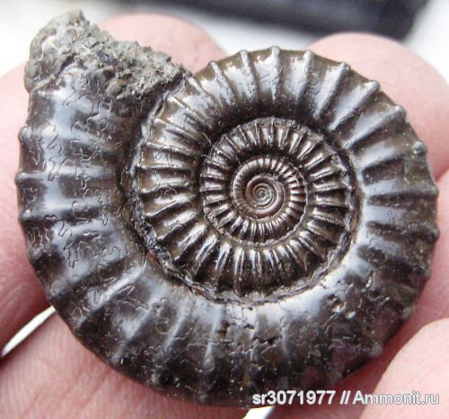 аммониты, Англия, Ammonites, Crucilobiceras, Fossils, United Kingdom, England