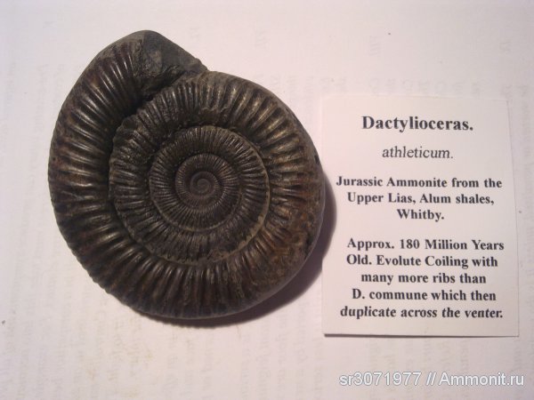 аммониты, Великобритания, Dactylioceras, Англия, Ammonites, Dactylioceras athleticum, Fossils, United Kingdom, England, Dactylioceratidae