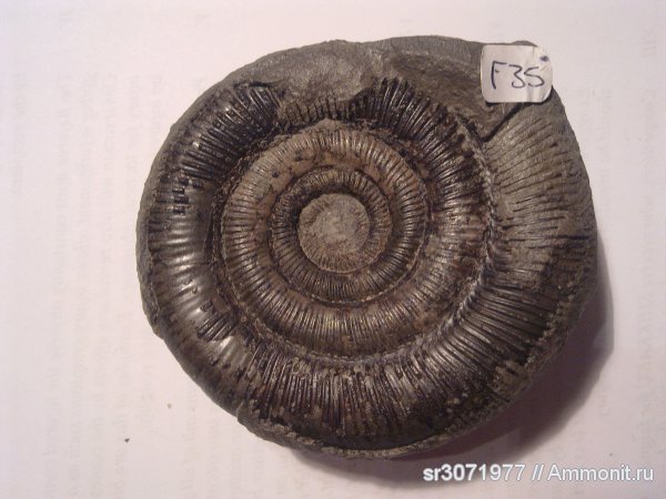 аммониты, Великобритания, Dactylioceras, Англия, Ammonites, Fossils, United Kingdom, England, Dactylioceras tenuicostatum