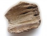 Фрагмент окаменелой древесины (вид сзади)