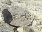 Осколок песчаникового останца с окаменелым деревом