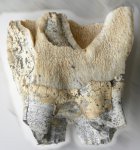Coelodonta antiquitatis. Зуб N 1  после обработки. Вид с внутренней стороны.