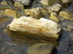Обломок палеогеновой древесины в ручье