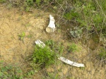 Кости копытных  в раскопе.(1)