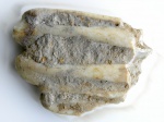 Зуб копытного млекопитающего (N3) из отвалов рудника.