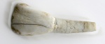 Зуб  копытного млекопитающего (N4)  из отвалов рудника. Вид спереди.