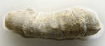 Пермский коралл с мшанкой. Polycoelia sp.