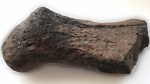Обломок конечности мелового плезиозавра