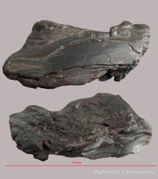мел, окаменевшее дерево, мезозойская эра, Приморский край, Cretaceous