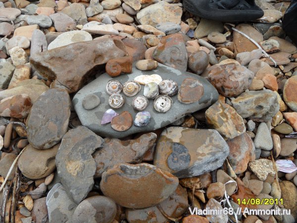 аммониты, головоногие моллюски, Ammonites