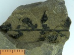 Лист папоротника, возможно Alsophillites nipponensis (Oishi) Krassilov