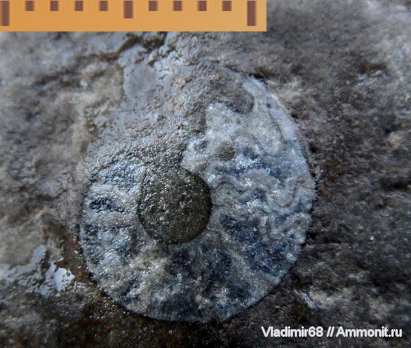 аммониты, триас, мезозойская эра, Ammonites, лопастные линии, Triassic