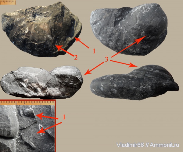 аммониты, триас, головоногие моллюски, Ammonites, Triassic